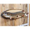 Image 2 : 43" Muskie Real Skin Fish Taxidermy