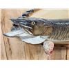 Image 3 : 43" Muskie Real Skin Fish Taxidermy