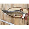 Image 4 : 43" Muskie Real Skin Fish Taxidermy