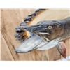 Image 5 : 43" Muskie Real Skin Fish Taxidermy