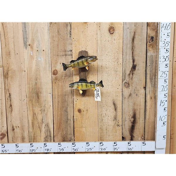 Two 12" Perch Real Skin Fish Taxidermy