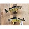Image 2 : Two 12" Perch Real Skin Fish Taxidermy