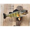Image 3 : Two 12" Perch Real Skin Fish Taxidermy
