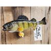 Image 4 : Two 12" Perch Real Skin Fish Taxidermy
