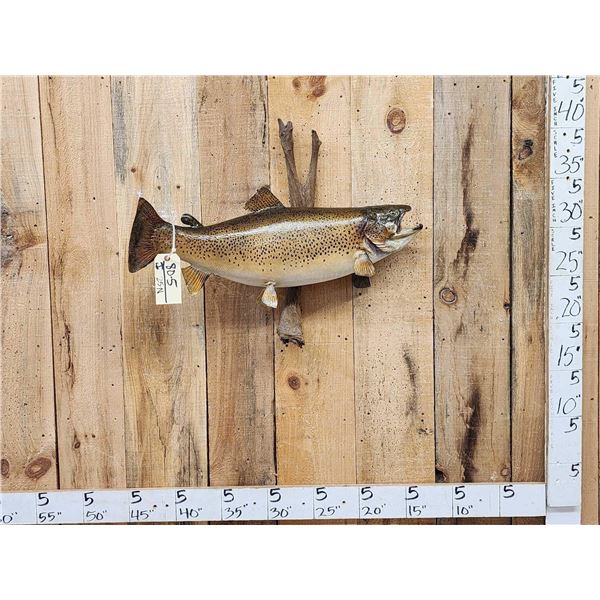 31" Brown Trout Real Skin Fish Taxidermy
