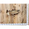 Image 1 : 31" Brown Trout Real Skin Fish Taxidermy