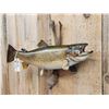 Image 2 : 31" Brown Trout Real Skin Fish Taxidermy