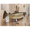 Image 3 : 31" Brown Trout Real Skin Fish Taxidermy
