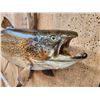 Image 4 : 31" Brown Trout Real Skin Fish Taxidermy