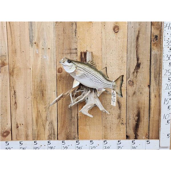 25" Striper Real Skin Fish Taxidermy