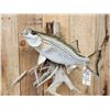 Image 2 : 25" Striper Real Skin Fish Taxidermy