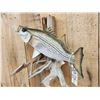 Image 3 : 25" Striper Real Skin Fish Taxidermy