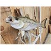 Image 4 : 25" Striper Real Skin Fish Taxidermy