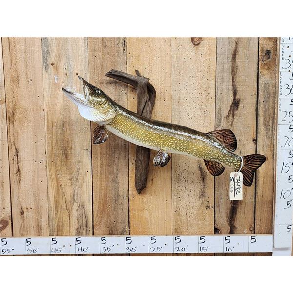 39" Northern Pike Real Skin Fish Taxidermy