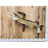 Image 1 : 39" Northern Pike Real Skin Fish Taxidermy