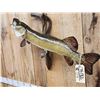 Image 2 : 39" Northern Pike Real Skin Fish Taxidermy