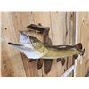 Image 3 : 39" Northern Pike Real Skin Fish Taxidermy