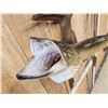 Image 5 : 39" Northern Pike Real Skin Fish Taxidermy