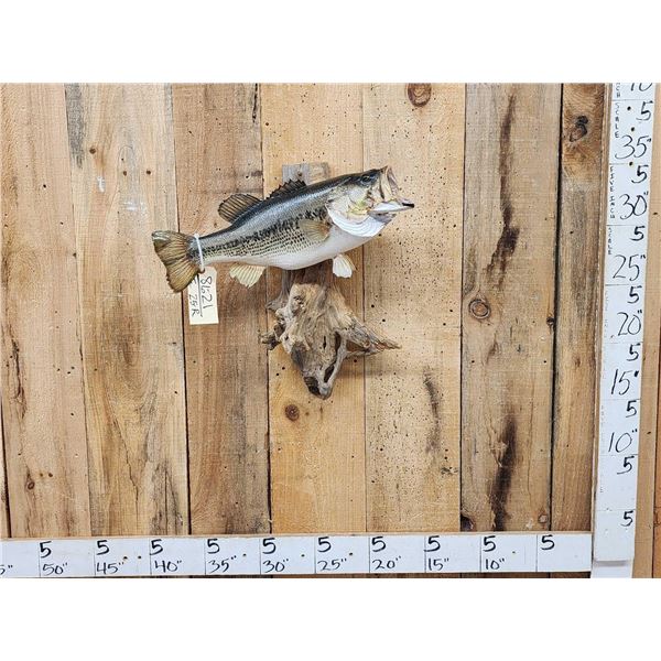 21" Largemouth Bass Real Skin Fish Taxidermy