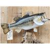 Image 2 : 21" Largemouth Bass Real Skin Fish Taxidermy