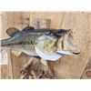 Image 3 : 21" Largemouth Bass Real Skin Fish Taxidermy