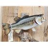 Image 4 : 21" Largemouth Bass Real Skin Fish Taxidermy