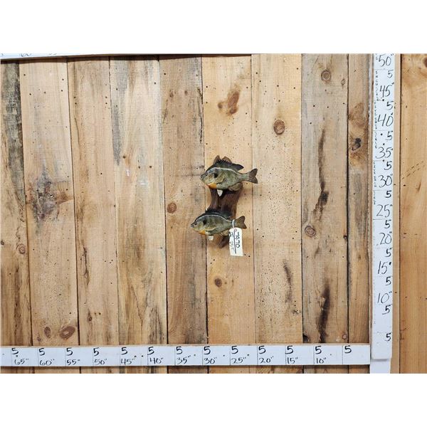 Two 10" Bluegill Real Skin Fish Taxidermy
