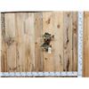 Image 1 : Two 10" Bluegill Real Skin Fish Taxidermy