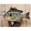 Image 2 : Two 10" Bluegill Real Skin Fish Taxidermy