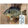 Image 3 : Two 10" Bluegill Real Skin Fish Taxidermy