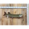 Image 1 : 41" Muskie Real Skin Fish Taxidermy