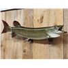 Image 2 : 41" Muskie Real Skin Fish Taxidermy