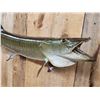 Image 3 : 41" Muskie Real Skin Fish Taxidermy