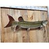 Image 4 : 41" Muskie Real Skin Fish Taxidermy