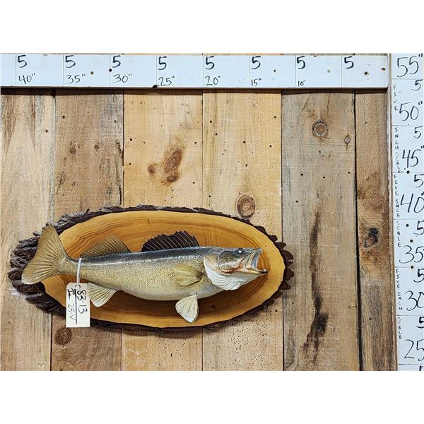 25" Walleye Real Skin Fish Taxidermy