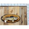Image 1 : 25" Walleye Real Skin Fish Taxidermy