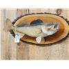 Image 2 : 25" Walleye Real Skin Fish Taxidermy