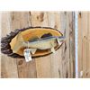 Image 3 : 25" Walleye Real Skin Fish Taxidermy