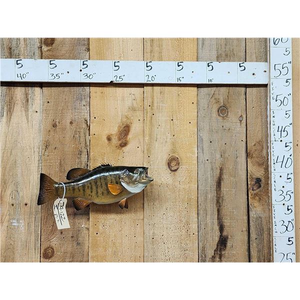18" Smallmouth Bass Real Skin Fish Taxidermy