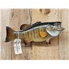 Image 2 : 18" Smallmouth Bass Real Skin Fish Taxidermy