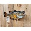 Image 3 : 18" Smallmouth Bass Real Skin Fish Taxidermy