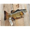 Image 4 : 18" Smallmouth Bass Real Skin Fish Taxidermy
