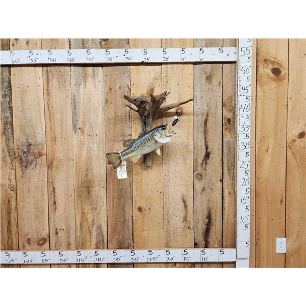 18" Largemouth Bass Real Skin Fish Taxidermy
