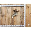 Image 1 : 18" Largemouth Bass Real Skin Fish Taxidermy