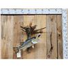 Image 2 : 18" Largemouth Bass Real Skin Fish Taxidermy