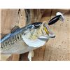 Image 3 : 18" Largemouth Bass Real Skin Fish Taxidermy