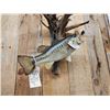 Image 4 : 18" Largemouth Bass Real Skin Fish Taxidermy