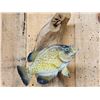 Image 2 : 12" & 10" Crappie Real Skin Fish Taxidermy