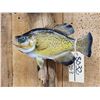 Image 3 : 12" & 10" Crappie Real Skin Fish Taxidermy