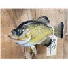 Image 4 : 12" & 10" Crappie Real Skin Fish Taxidermy
